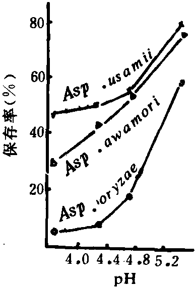 四、生產(chǎn)上常用的糖化劑生產(chǎn)菌及其酶系特性